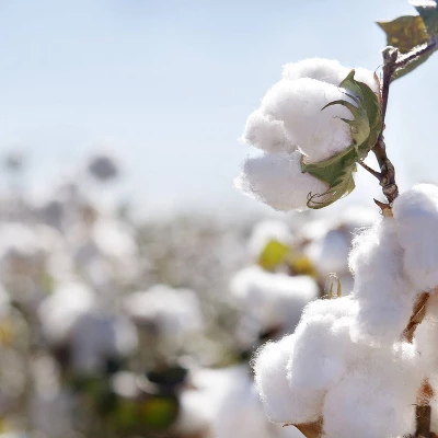 Organic Dream Certified Organic Cotton Mini 2-Stage Crib & Toddler Mattress 4 Organic Dream Certified Organic Cotton Mini 2-Stage Crib & Toddler Mattress - Image 2