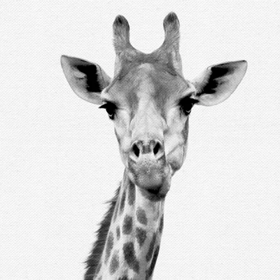 Set Of 8- 11x11 Gallery Square Framed Prints W/ Mats Decorative Wall Art Set - Black And White Jungle Nursery - Americanflat With Mat 8 Set Of 8- 11x11 Gallery Square Framed Prints W/ Mats Decorative Wall Art Set - Black And White Jungle Nursery - Americanflat With Mat - Image 6