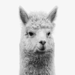 Set Of 8- 11x11 Gallery Square Framed Prints W/ Mats Decorative Wall Art Set - Black And White Jungle Nursery - Americanflat With Mat 14 Set Of 8- 11x11 Gallery Square Framed Prints W/ Mats Decorative Wall Art Set - Black And White Jungle Nursery - Americanflat With Mat -Baby Products GUEST 1f418924 2186 44c9 b07d 00e0b54e1dfb