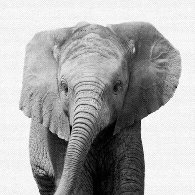 Set Of 8- 11x11 Gallery Square Framed Prints W/ Mats Decorative Wall Art Set - Black And White Jungle Nursery - Americanflat With Mat 4 Set Of 8- 11x11 Gallery Square Framed Prints W/ Mats Decorative Wall Art Set - Black And White Jungle Nursery - Americanflat With Mat - Image 2